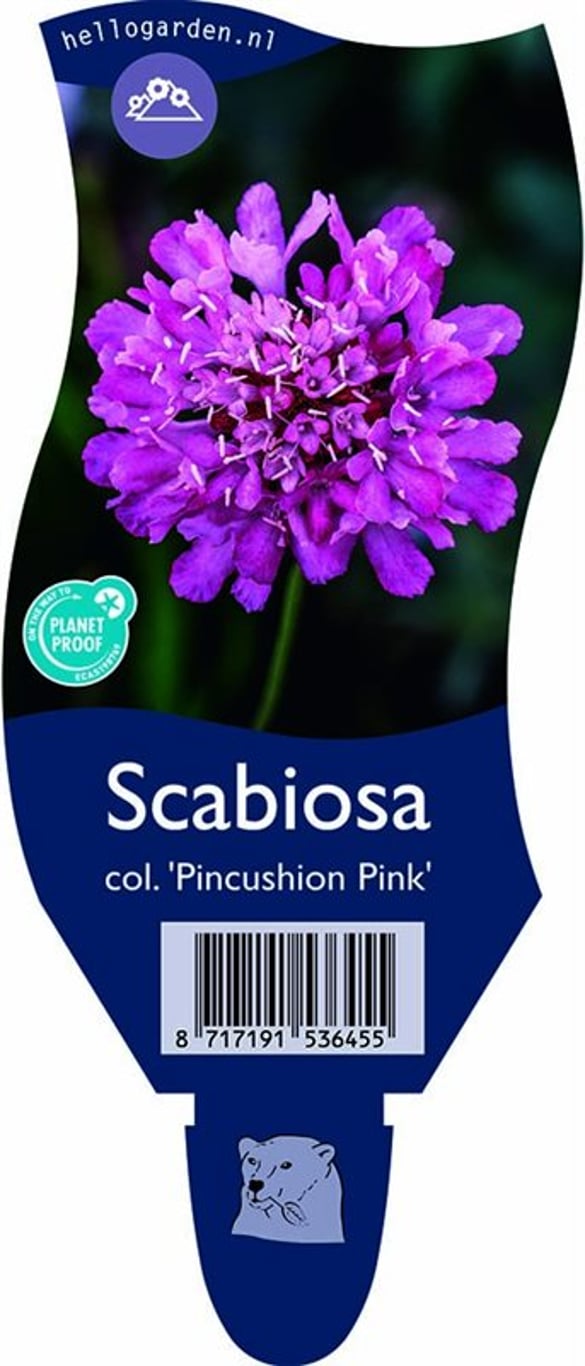 Scabiosa col. 'Pincushion Pink' - P11